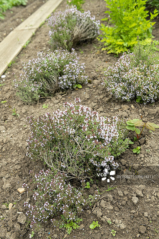 春天法国加莱海峡花园中盛开的百里香图片素材