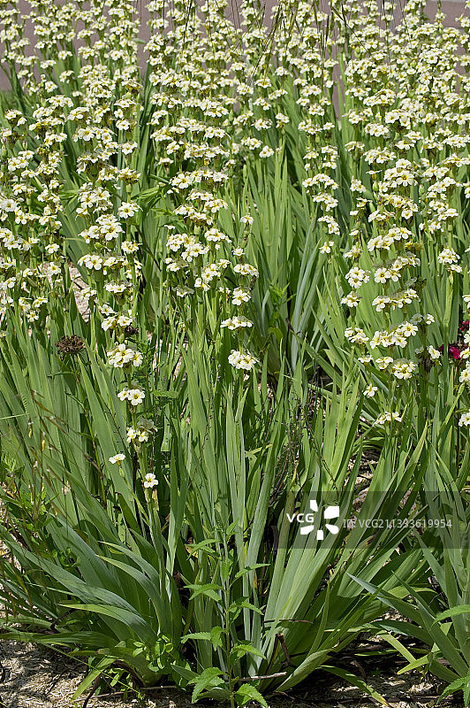 盛开的条纹六倍利图片素材
