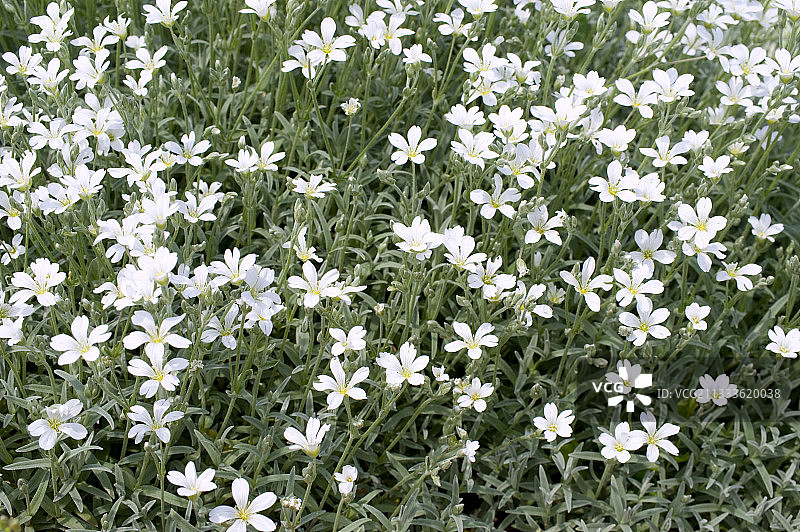 盛开的夏季雪（银叶雪山草）图片素材
