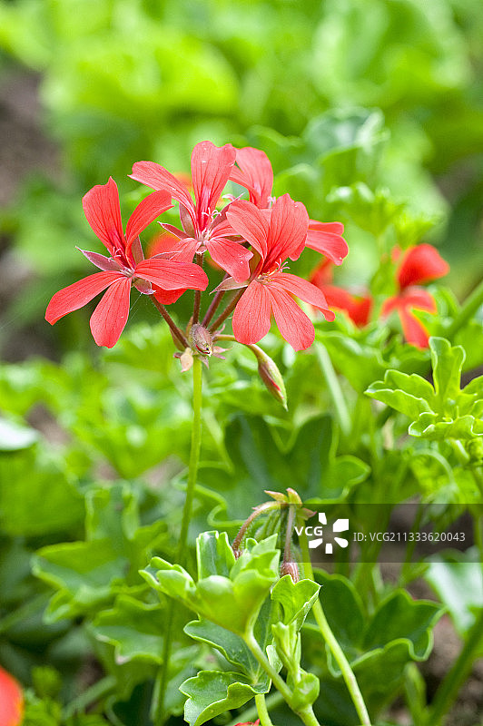 ‘Balcon Rouge’常春藤叶天竺葵图片素材