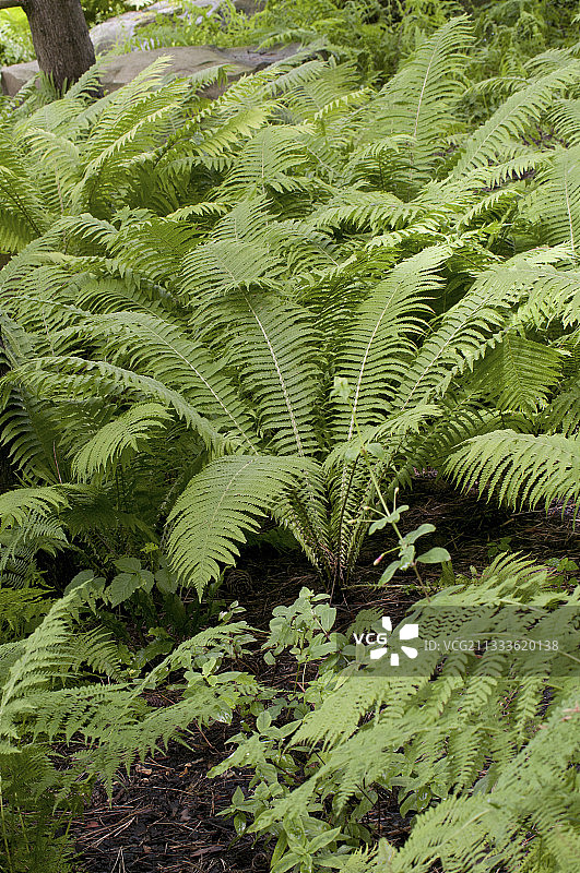 Fieldii荚果蕨图片素材