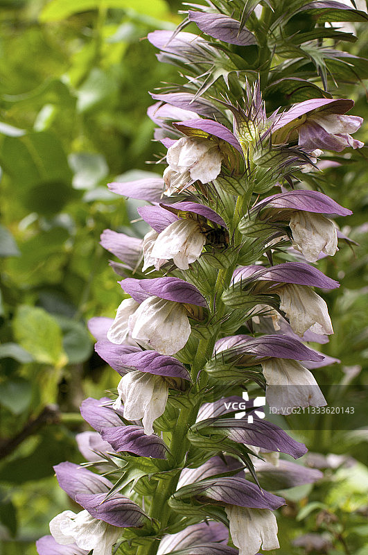 刺钓钟柳花图片素材