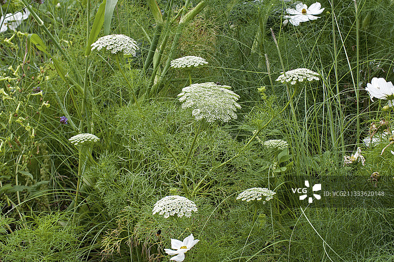 白花鬼针草伞形花序图片素材