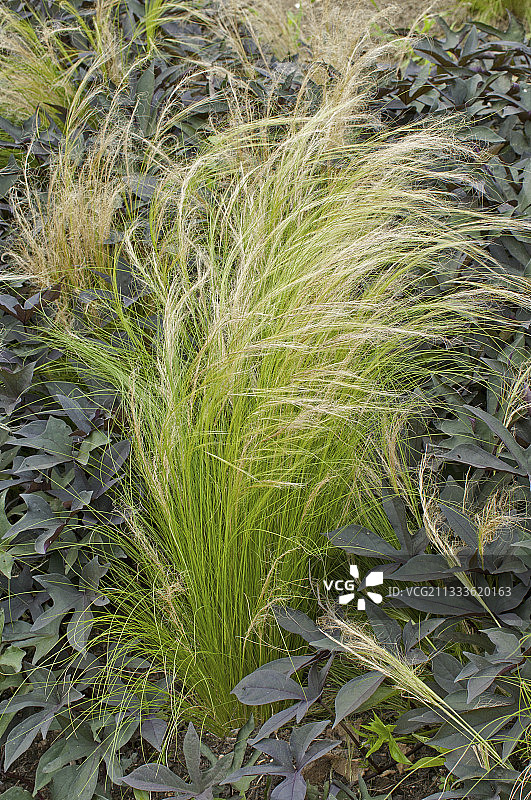 针茅和甘薯图片素材