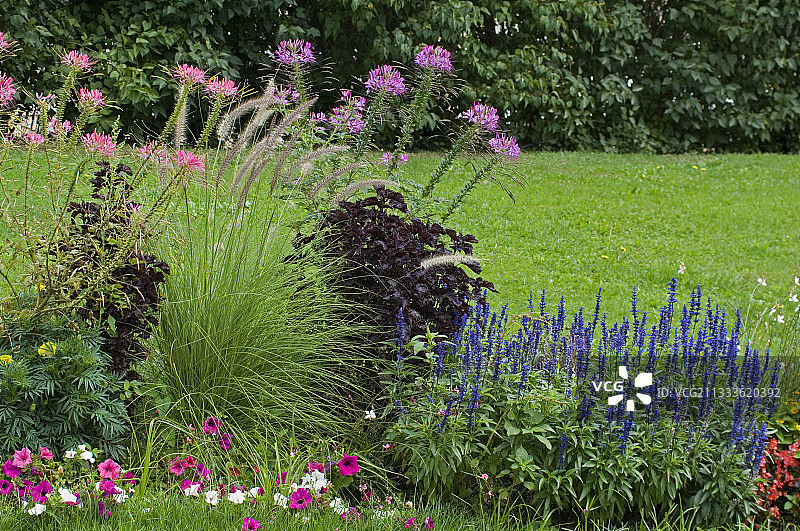 夏季一年生植物：醉蝶花、狼尾草、鼠尾草、矮牵牛图片素材