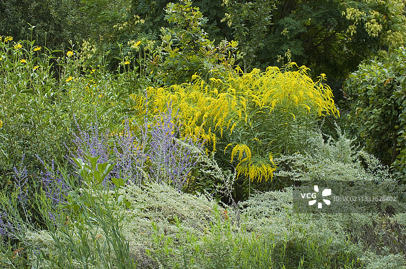 多年生花坛：金鸡菊和俄罗斯鼠尾草图片素材