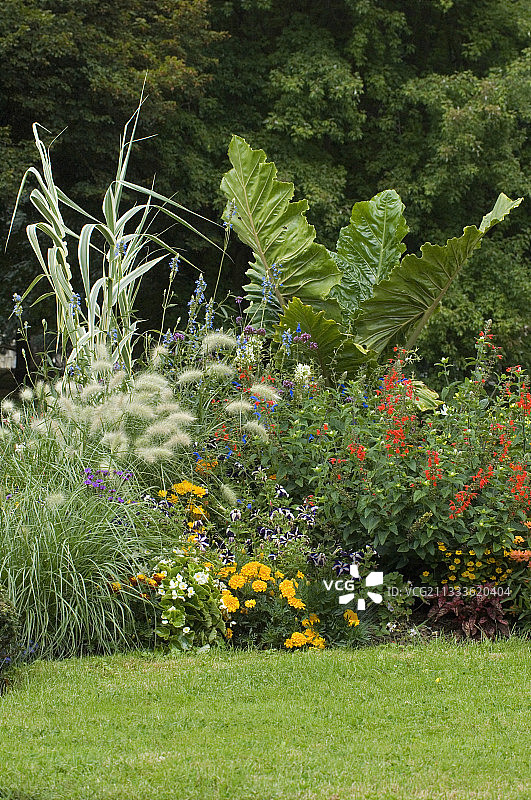 夏季一年生植物：象耳、须芒草、万寿菊、矮牵牛、血 sage图片素材