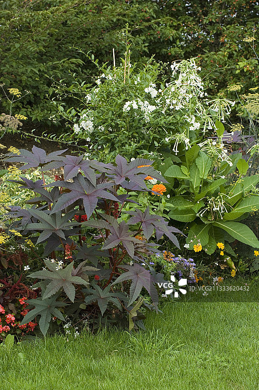 蓖麻和烟草图片素材