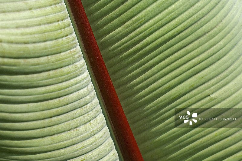 香蕉树叶子细节图片素材