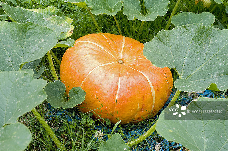 夏季南瓜图片素材