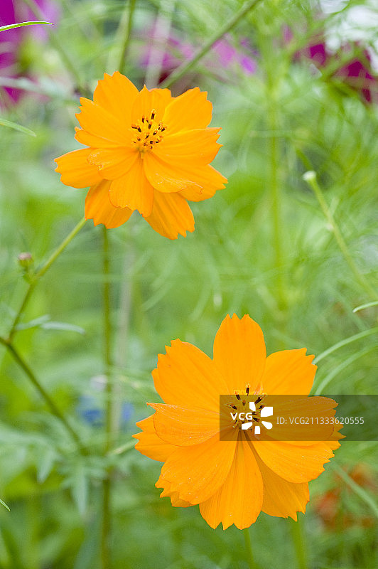 硫磺波斯菊图片素材