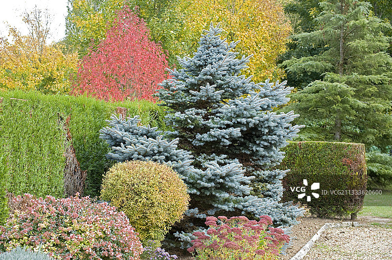 秋季花园：科罗拉多蓝云杉和景天属植物图片素材