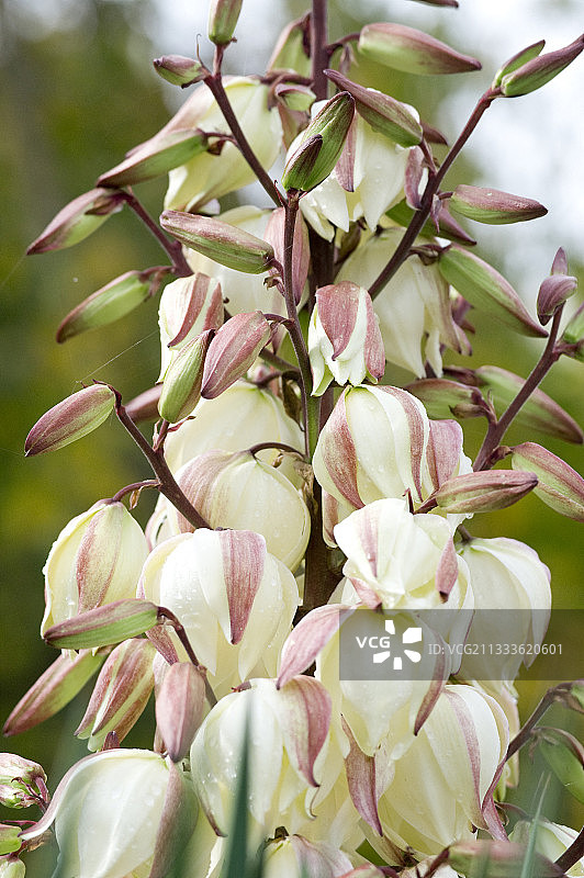 秋季开花的丝兰图片素材