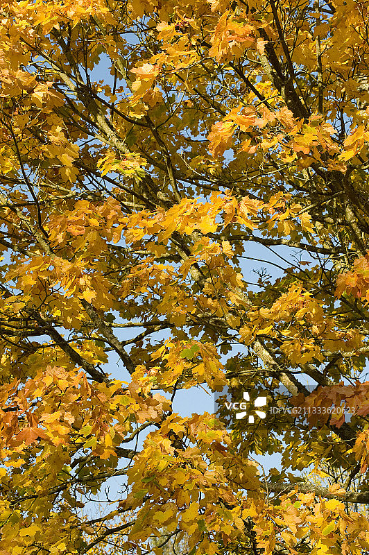 秋天的挪威枫树（Acer platanoides）树叶图片素材