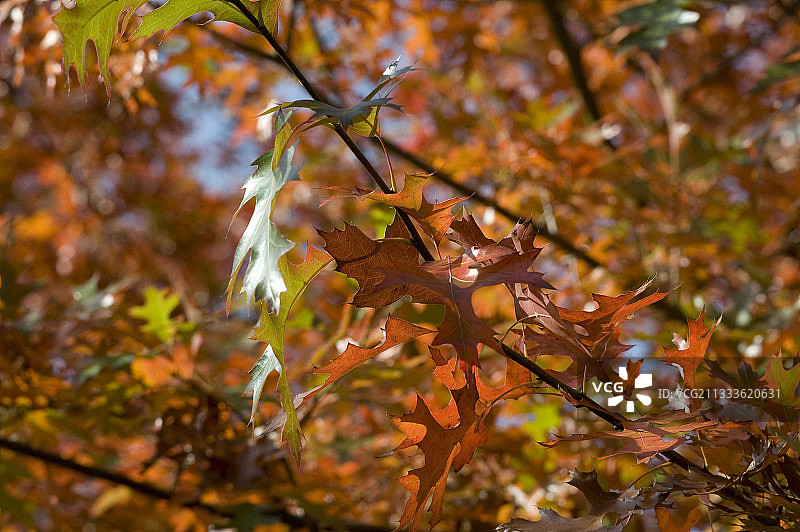 秋季的红色栎树叶图片素材