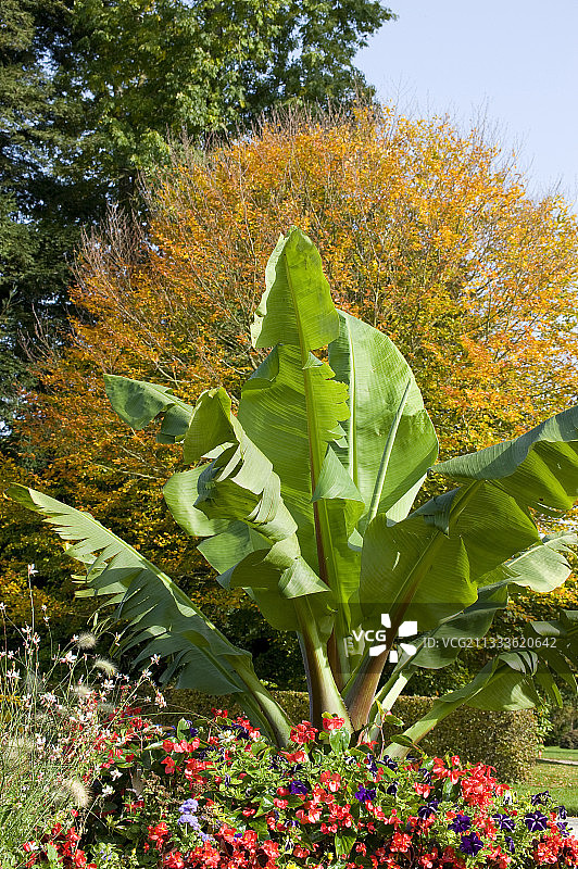 秋天的香蕉树（Musa sp）图片素材