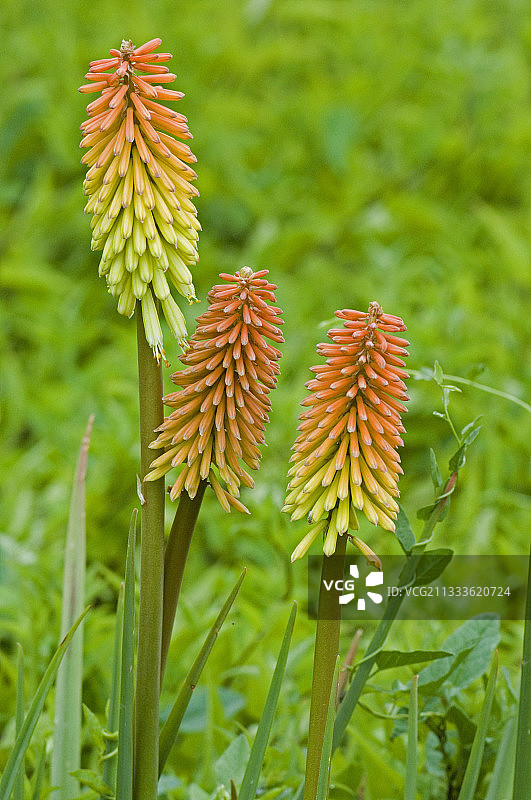 火炬百合花图片素材