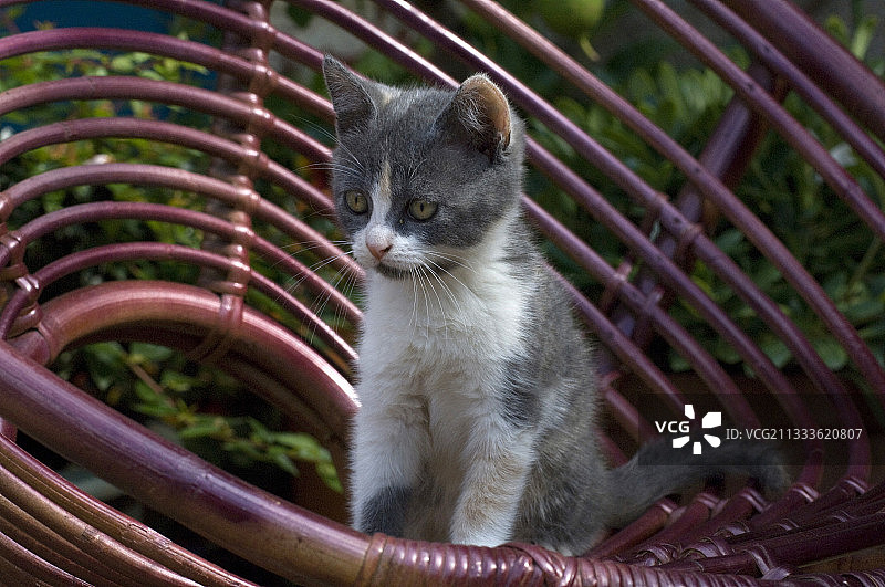 两个月大的小母猫图片素材