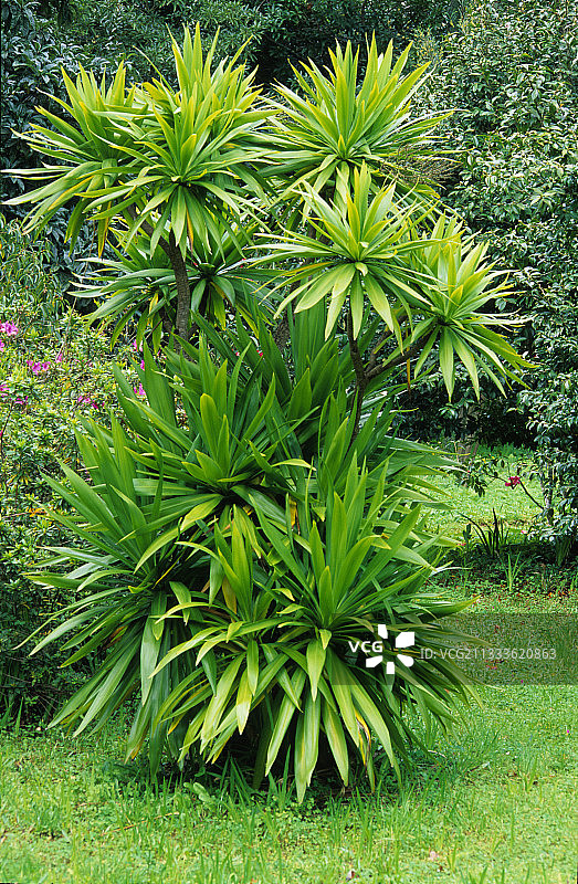 丝兰（Yucca sp）图片素材