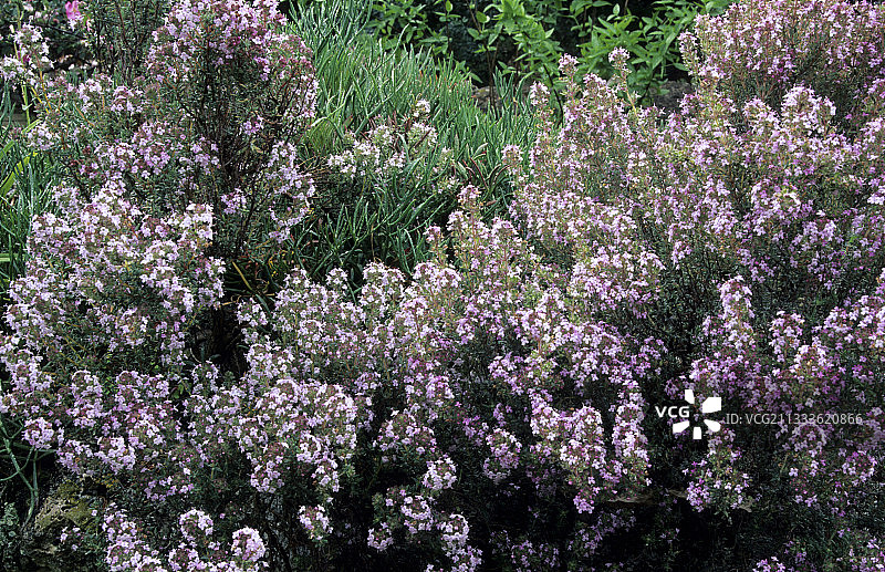 开花的百里香（Thymus vulgaris）图片素材