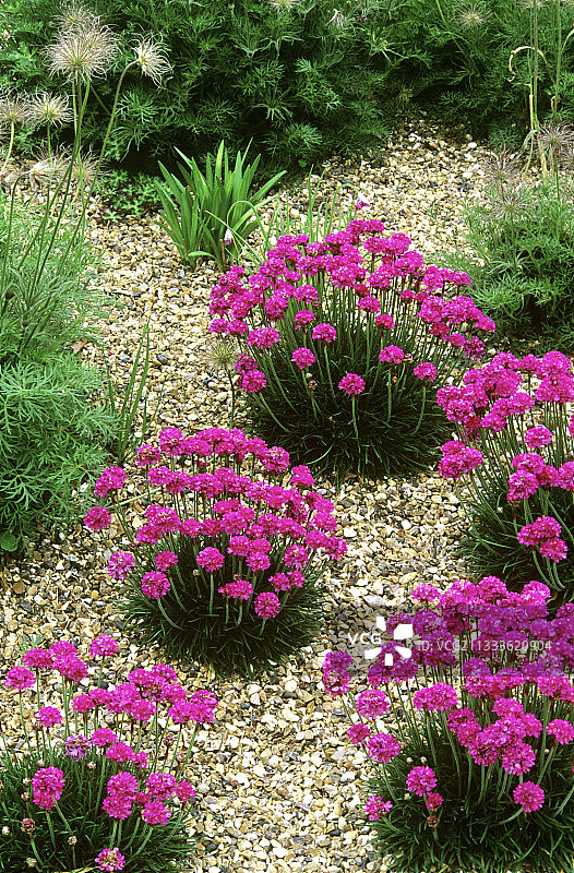 杜塞尔多夫海石竹盛开图片素材