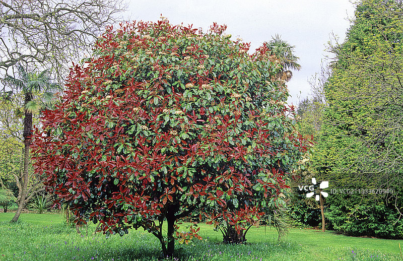 红 Robin 石楠图片素材