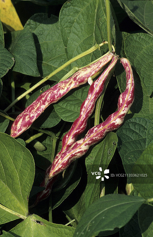 “科罗拉多”谷物豆图片素材