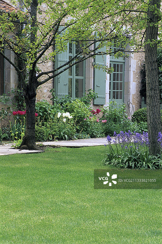 法国郁金香和西班牙风信子草坪图片素材