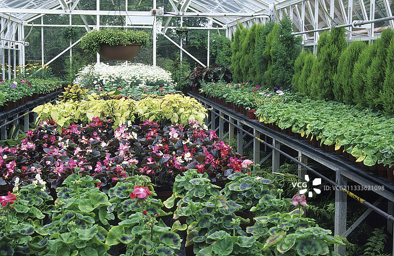 温室花卉：天竺葵、秋海棠，比利时皇家温室图片素材