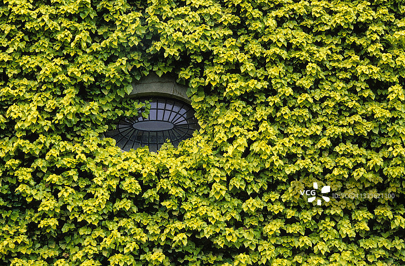 墙上的攀缘植物图片素材