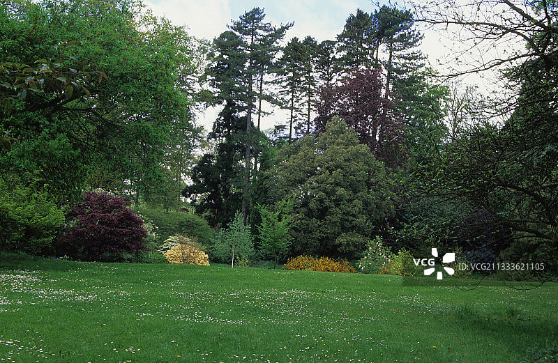 雏菊花园草坪图片素材