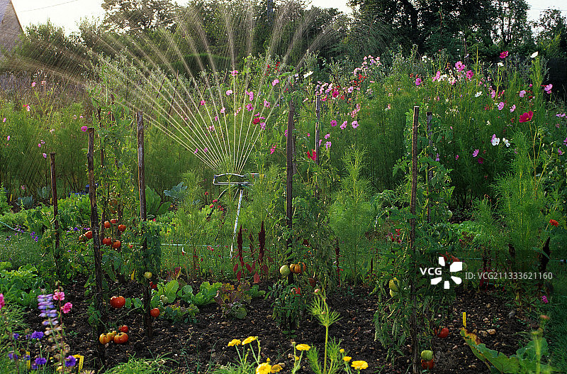 蔬菜园中的摆动式浇水图片素材