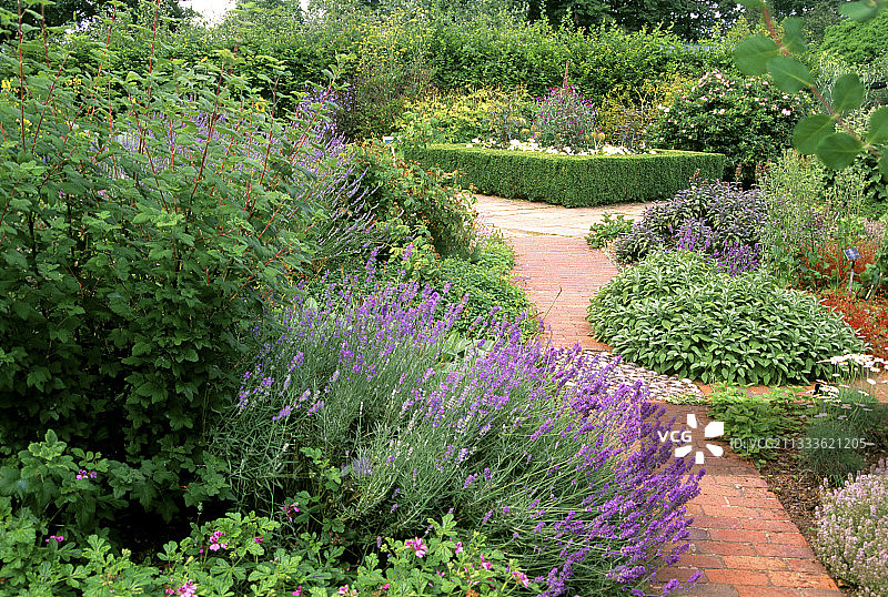 调味植物花园：醋栗、薰衣草、鼠尾草图片素材