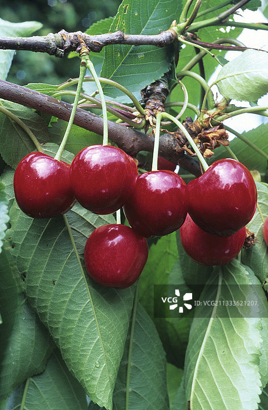 樱桃（Prunus cerasus）果实图片素材