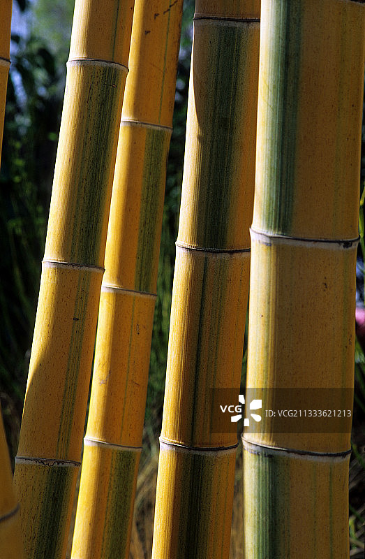 竹子图片素材