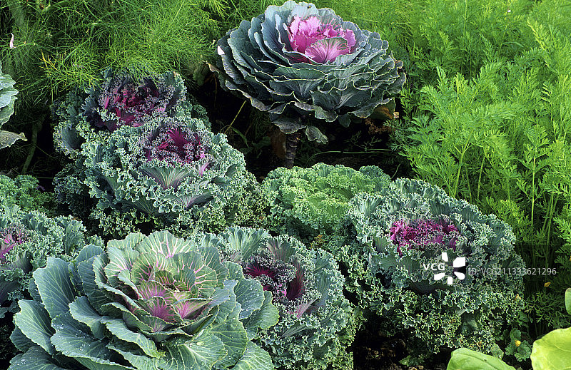 观赏甘蓝（甘蓝），蔬菜，秋季图片素材