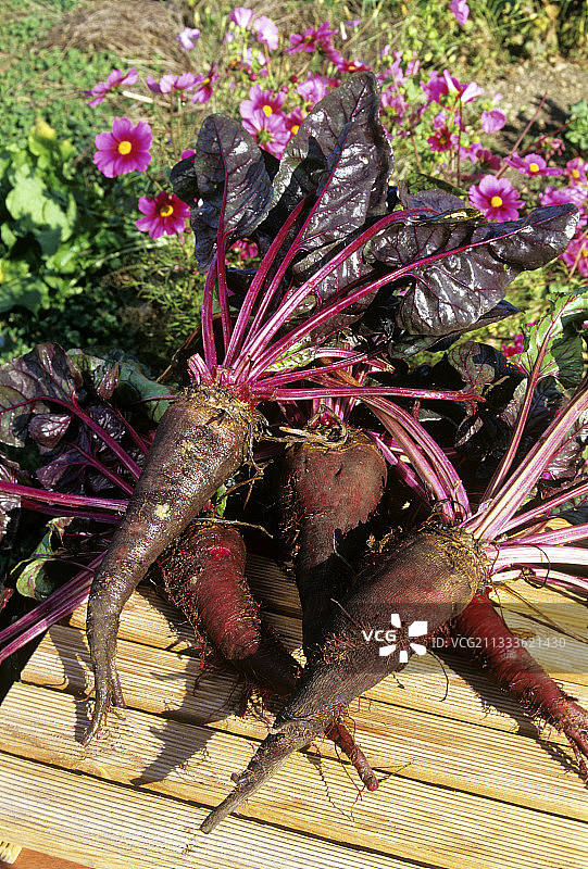 红色甜菜图片素材