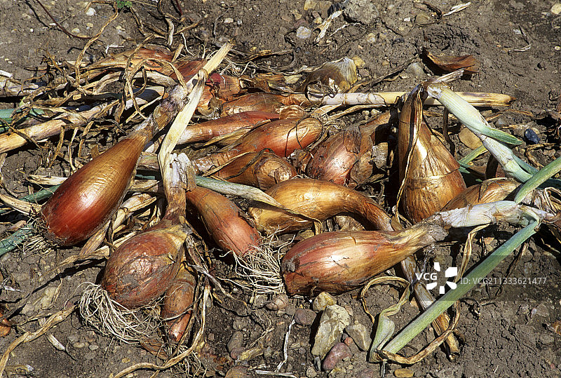 分葱‘鸡腿’图片素材