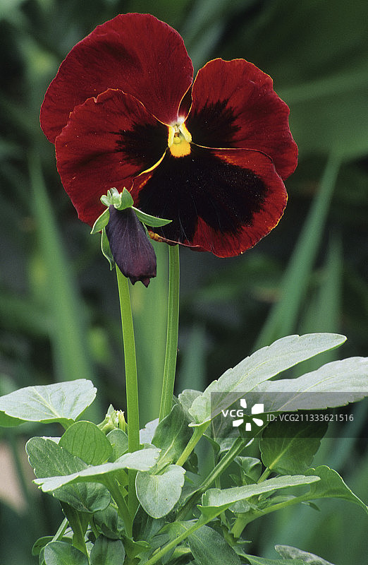 园艺三色堇图片素材