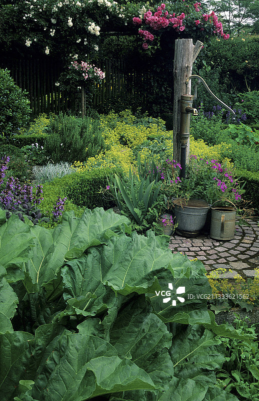 Deferme 夫妇花园的华丽菜园，种植着大黄和水泵，比利时图片素材