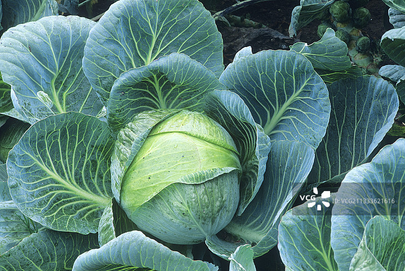‘哥本哈根市场’结球甘蓝，秋季蔬菜图片素材