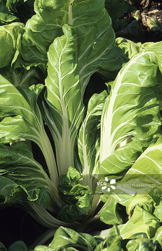 里昂金发甜菜图片素材