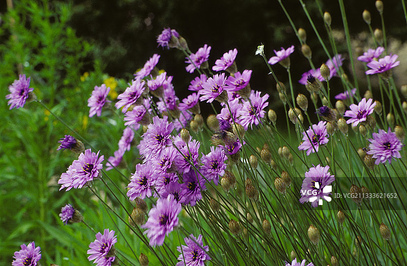蓝色矢车菊图片素材