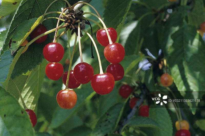 英国樱桃果实图片素材