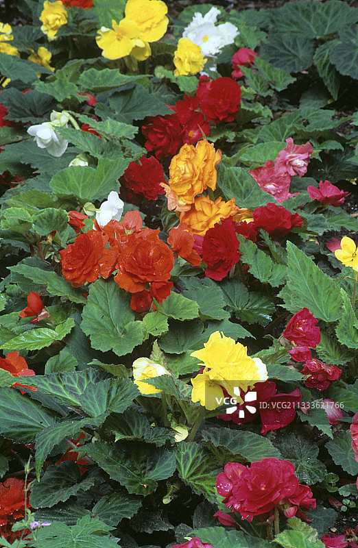 块茎秋海棠图片素材