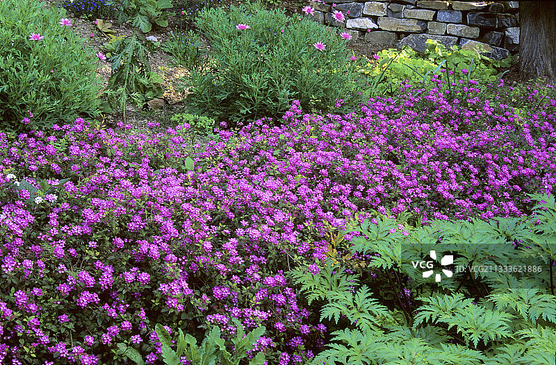 马缨丹花坛图片素材