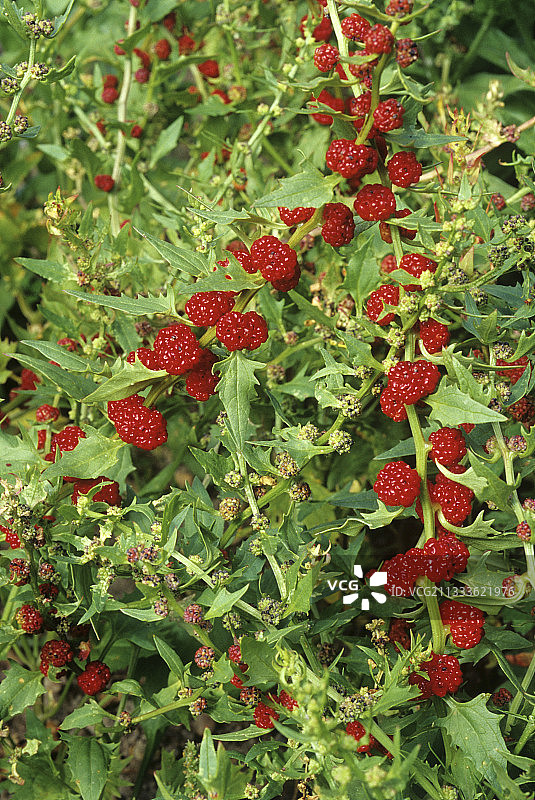 藜（藜），果实图片素材