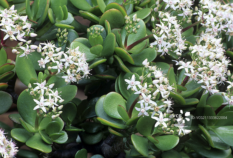 玉树（景天科植物）图片素材