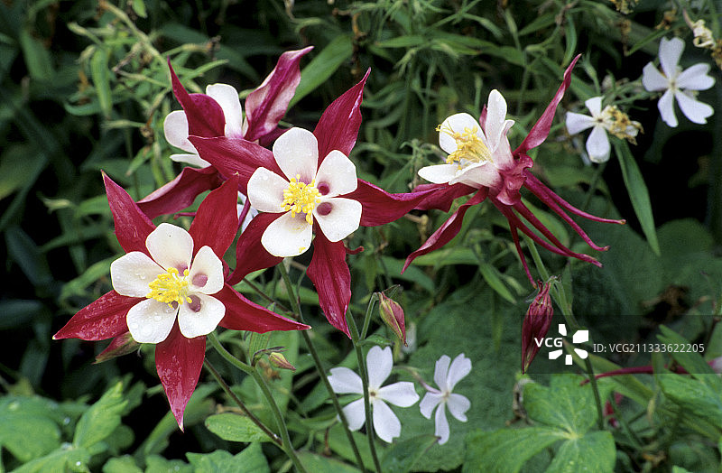 夏季盛开的耧斗菜图片素材