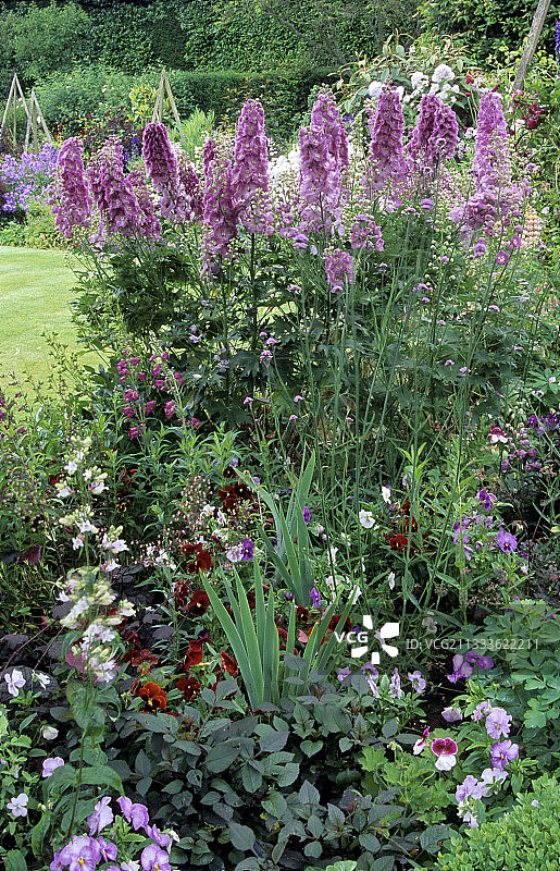 飞燕草(飞燕草sp)“星之星”和“紫罗兰”。西格林花园，英国图片素材